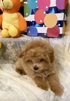 Finn, a male Pomapoo and Poodle - Toy  for sale in Sacramento, CA – Photo 2 of 5