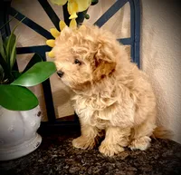 Finn, a male Pomapoo and Poodle - Toy  for sale in Sacramento, CA – Photo 3 of 5
