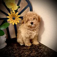 Finn, a male Pomapoo and Poodle - Toy  for sale in Sacramento, CA – Photo 5 of 5