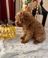 Oscar, a male Poodle - Toy  for sale in Sacramento, CA – 4 of 5