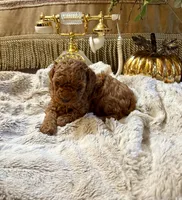 Olivia, a female Poodle - Toy  for sale in Sacramento, CA – 7 of 7