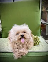 Tashiko , a male Pomapoo and Poodle - Toy  for sale in Sacramento, CA – 4 of 10