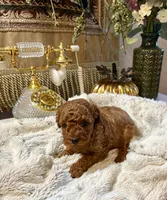 Villy , a male Poodle - Toy  for sale in Sacramento, CA – 3 of 4