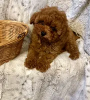 Oliver , a male Poodle - Toy  for sale in Sacramento, CA – 2 of 4