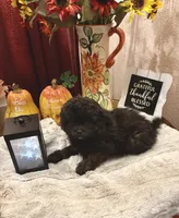 Lola, a female Pomapoo and Poodle - Toy  for sale in Sacramento, CA – 4 of 4