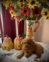 OLIVER , a male Poodle - Toy  for sale in Sacramento, CA – 4 of 5
