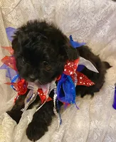 Lola, a female Pomapoo for sale in Sacramento, CA – 5 of 6