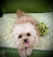 Tashiko , a male Pomapoo and Poodle - Toy  for sale in Sacramento, CA – 3 of 10