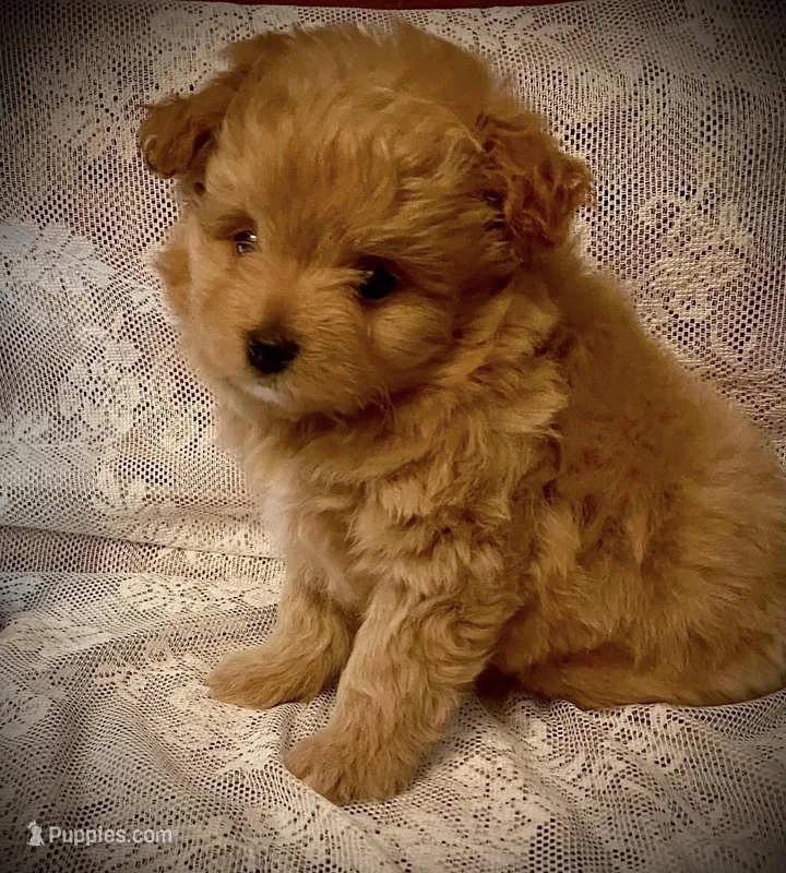 Finn – Pomapoo, Poodle - Toy  puppy for sale in Sacramento, CA