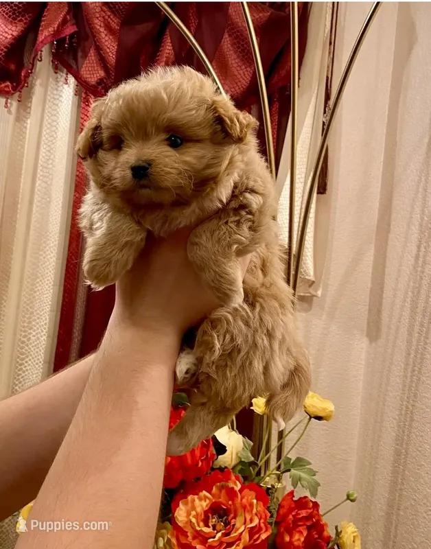 Finn – Pomapoo, Poodle - Toy  puppy for sale in Sacramento, CA