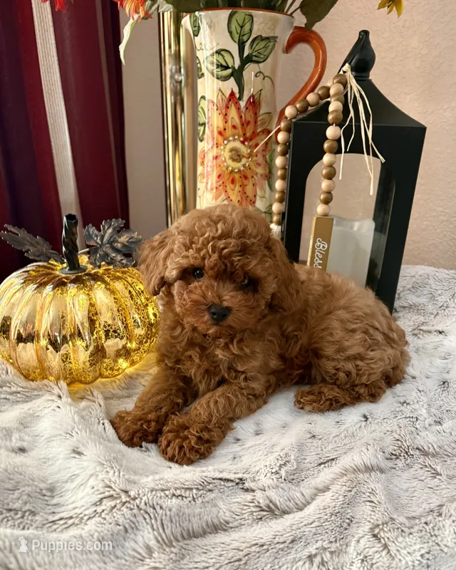 Oscar – Poodle - Toy  puppy for sale in Sacramento, CA