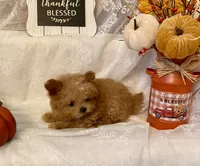 Tashiko , a male Pomapoo and Poodle - Toy  for sale in Sacramento, CA – 7 of 10