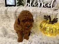 VILLY , a male Poodle - Toy  for sale in Sacramento, CA – 3 of 6