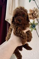 TEDDY , a male Poodle - Toy  for sale in Sacramento, CA – Photo 2 of 5