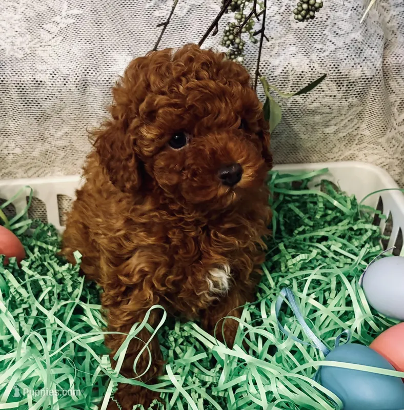 TEDDY  – Poodle - Toy  puppy for sale in Sacramento, CA
