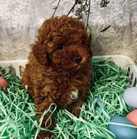 TEDDY , a male Poodle - Toy  for sale in Sacramento, CA – Photo 1 of 5