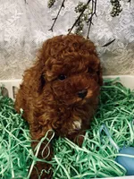 TEDDY , a male Poodle - Toy  for sale in Sacramento, CA – Photo 3 of 5