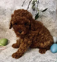 TEDDY , a male Poodle - Toy  for sale in Sacramento, CA – Photo 5 of 5