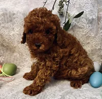 TEDDY , a male Poodle - Toy  for sale in Sacramento, CA – Photo 4 of 5