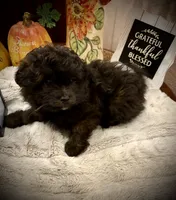Lola, a female Pomapoo and Poodle - Toy  for sale in Sacramento, CA – 3 of 4