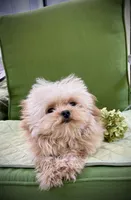 Tashiko , a male Pomapoo and Poodle - Toy  for sale in Sacramento, CA – 2 of 10