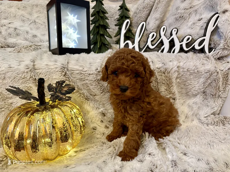 VILLY  – Poodle - Toy  puppy for sale in Sacramento, CA
