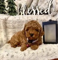 OLIVIA , a female Poodle - Toy  for sale in Sacramento, CA – 8 of 10