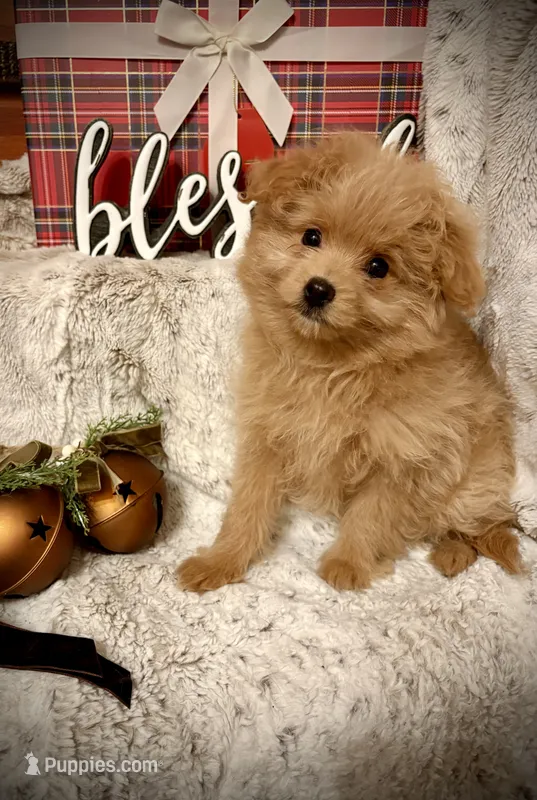 Bella  – Pomapoo, Poodle - Toy  puppy for sale in Sacramento, CA