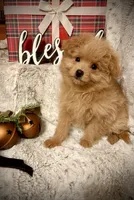 Bella , a female Pomapoo and Poodle - Toy  for sale in Sacramento, CA – 1 of 5