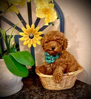 Teddy , a male Poodle - Toy  for sale in Sacramento, CA – Photo 6 of 7