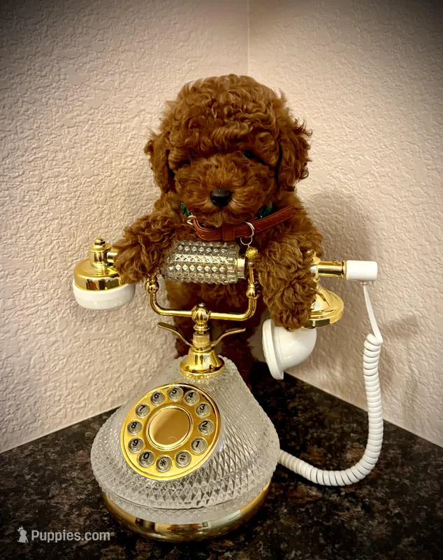 Teddy  – Poodle - Toy  puppy for sale in Sacramento, CA