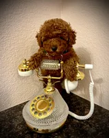 Teddy , a male Poodle - Toy  for sale in Sacramento, CA – Photo 1 of 7