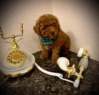 Teddy , a male Poodle - Toy  for sale in Sacramento, CA – Photo 2 of 7