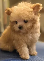 Tashiko, a male Pomapoo and Poodle - Toy  for sale in Sacramento, CA – 7 of 10