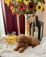 Oscar, a male Poodle - Toy  for sale in Sacramento, CA – 5 of 5