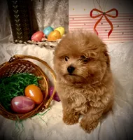 Frodo, a male Pomapoo and Poodle - Toy  for sale in Sacramento, CA – Photo 8 of 10