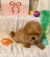 Frodo, a male Pomapoo and Poodle - Toy  for sale in Sacramento, CA – Photo 7 of 10