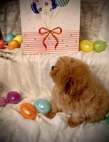 Frodo, a male Pomapoo and Poodle - Toy  for sale in Sacramento, CA – Photo 4 of 10