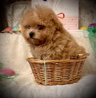 Frodo, a male Pomapoo and Poodle - Toy  for sale in Sacramento, CA – Photo 3 of 10