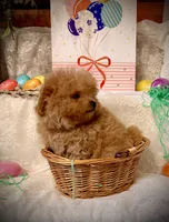 Frodo, a male Pomapoo and Poodle - Toy  for sale in Sacramento, CA – Photo 5 of 10