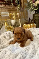 Villy , a male Poodle - Toy  for sale in Sacramento, CA – 1 of 4