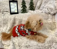 Tashiko , a male Pomapoo and Poodle - Toy  for sale in Sacramento, CA – 6 of 10