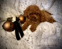 Oliver , a male Poodle - Toy  for sale in Sacramento, CA – 3 of 4