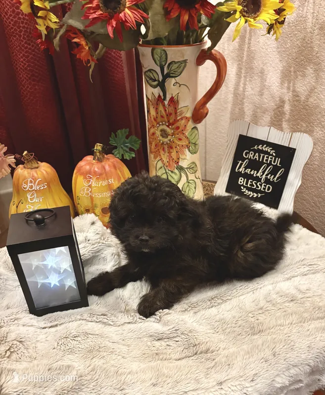 Lola – Pomapoo puppy for sale in Sacramento, CA