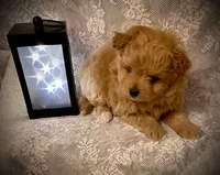 Sam, a male Pomapoo for sale in Sacramento, CA – Photo 3 of 3