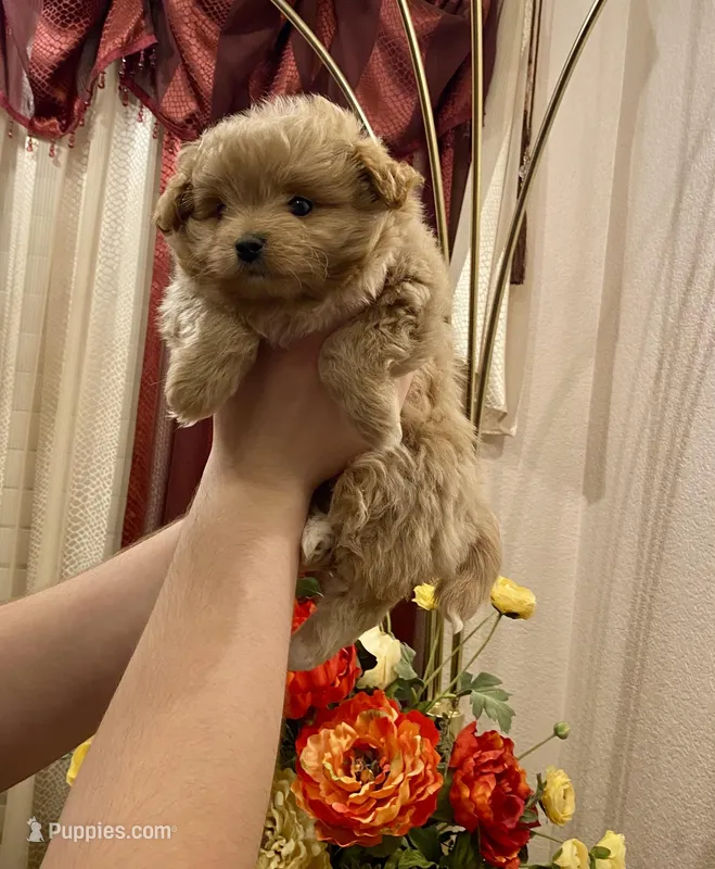 Sam – Pomapoo puppy for sale in Sacramento, CA