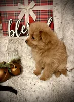 Bella , a female Pomapoo and Poodle - Toy  for sale in Sacramento, CA – 2 of 5
