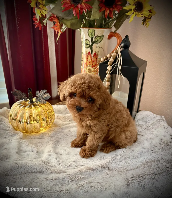Oscar – Poodle - Toy  puppy for sale in Sacramento, CA