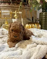 OLIVIA , a female Poodle - Toy  for sale in Sacramento, CA – 7 of 10