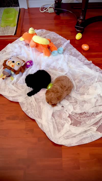 Lola, a female Pomapoo for sale in Sacramento, CA – 6 of 6